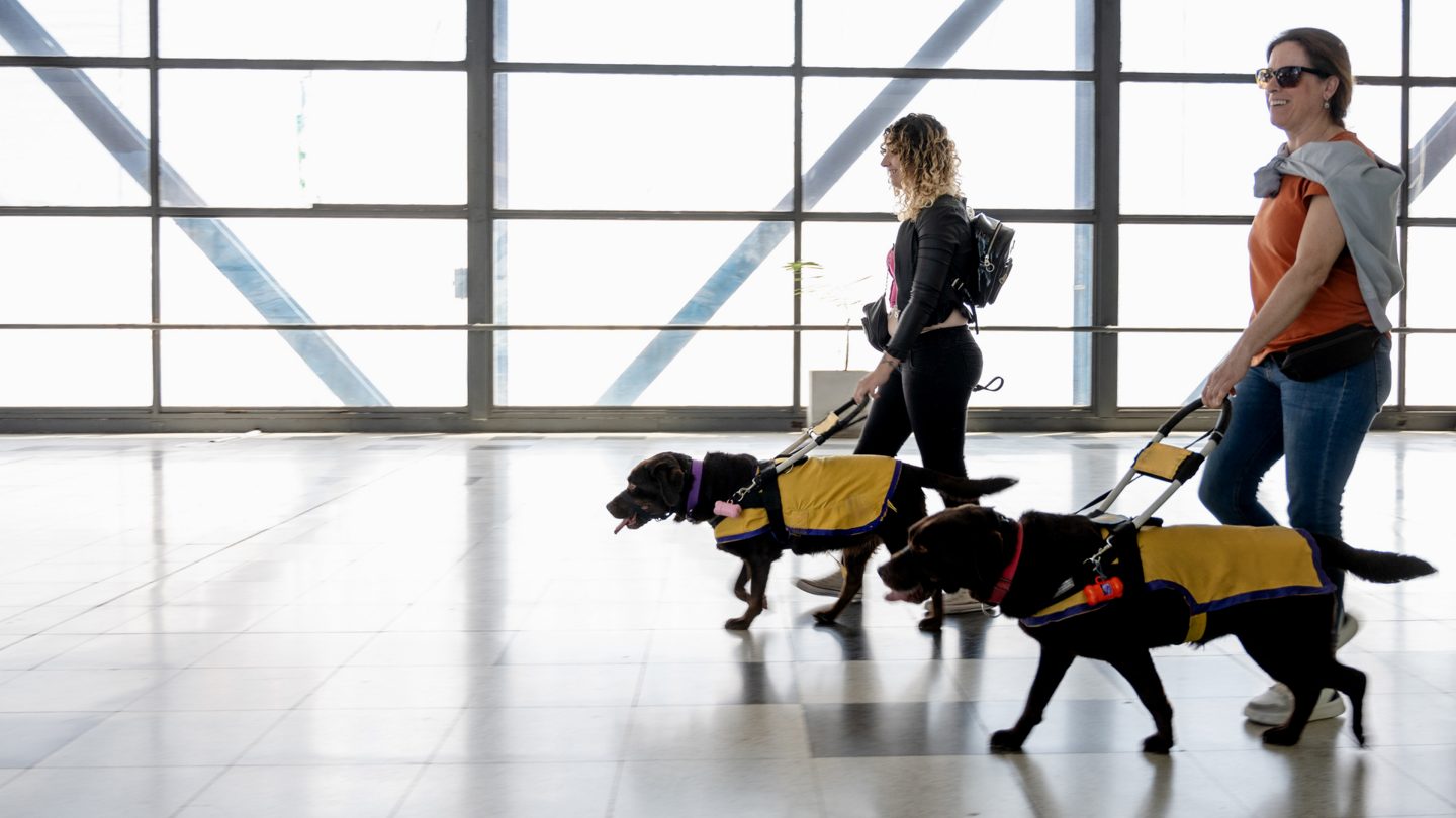 Deux personnes traversant un aéroport avec des chiens-guides tenus en laisse.
