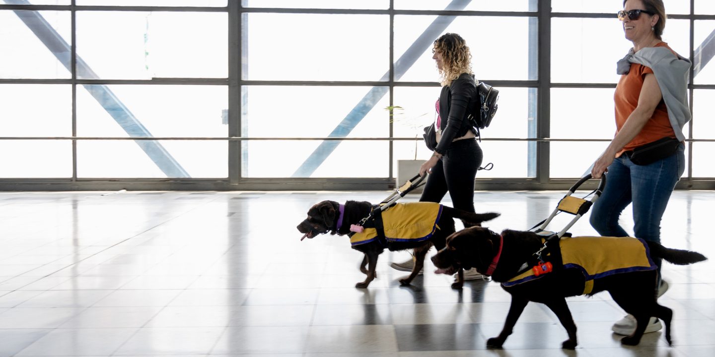 Deux personnes traversant un aéroport avec des chiens-guides tenus en laisse.