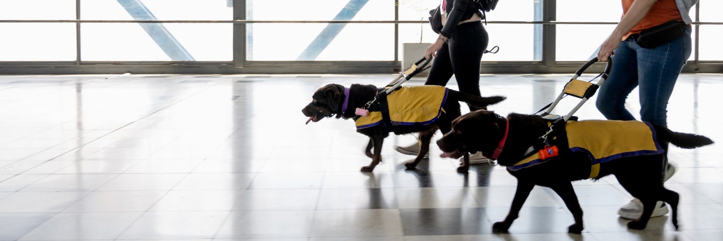 Deux personnes traversant un aéroport avec des chiens-guides tenus en laisse.