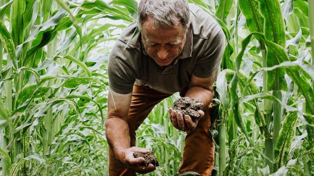 A man in a corn field holding soil in his hands, a symbol of sustainable agriculture.