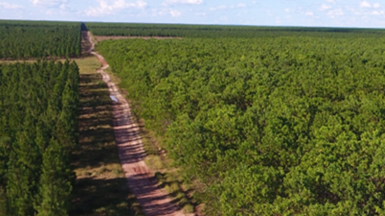 Vista aerea di una strada che attraversa una foresta, con alberi verdi che circondano il percorso.
