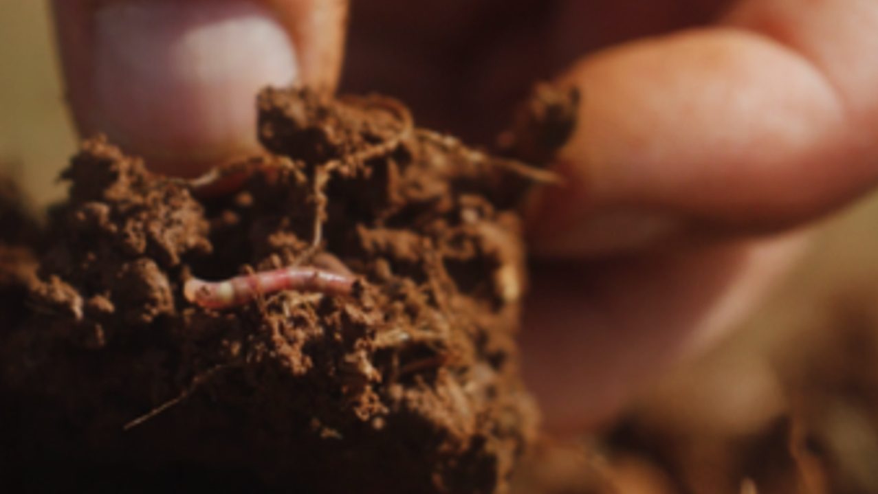 Una persona scava nel terreno con un verme in mano, evidenziando l'interazione con la natura.