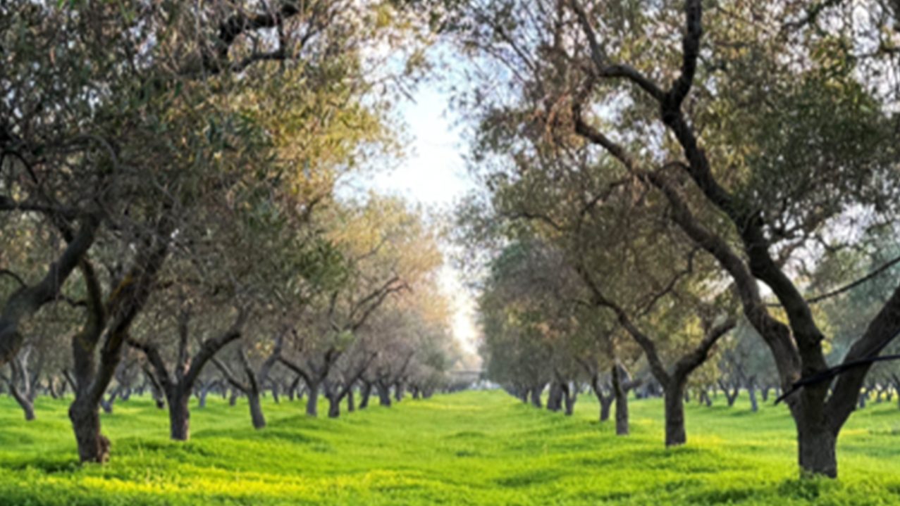 Un uliveto con alberi e erba verde, rappresentante la bellezza della natura italiana.
